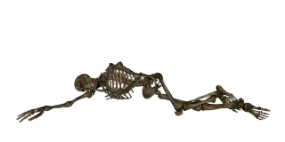 Skeleton PNG Transparent Pictures PNG images