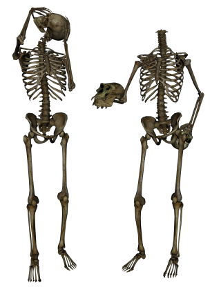Skulls, Skeleton PNG Image PNG images