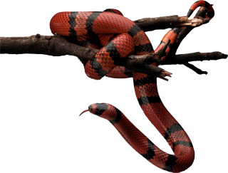 Red Snake PNG PNG images
