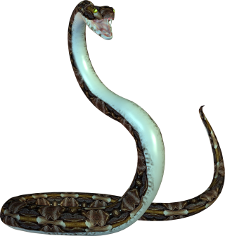 Picture Download Snake PNG images