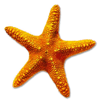 High-quality Starfish Cliparts For Free! PNG images