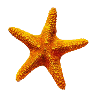 Download Starfish Latest Version 2018 PNG images