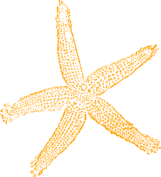 Best Free Images Clipart Starfish PNG images