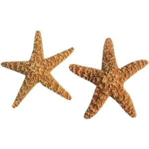 Png Starfish Best Clipart PNG images
