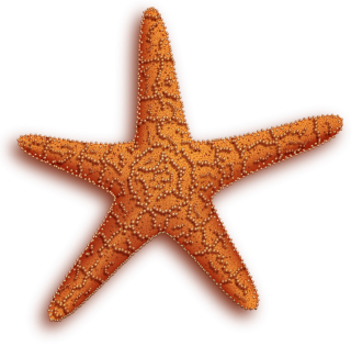 Best Starfish Image Png Collections PNG images