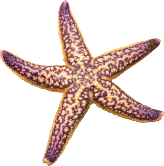 Starfish Art Clip PNG images