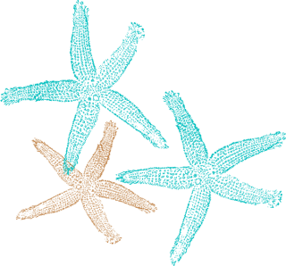 Png Starfish Vector PNG images