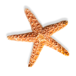 Download Free High-quality Starfish Png Transparent Images PNG images