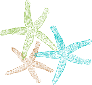 Free Download Of Starfish Icon Clipart PNG images