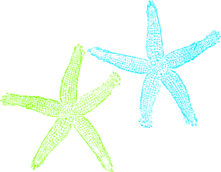Download For Free Starfish Png In High Resolution PNG images
