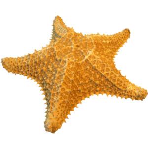 Download Images Png Starfish Free PNG images