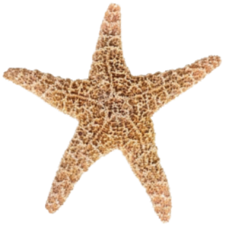 Designs Starfish Png PNG images