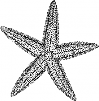 Download Starfish Icon Vectors Free PNG images