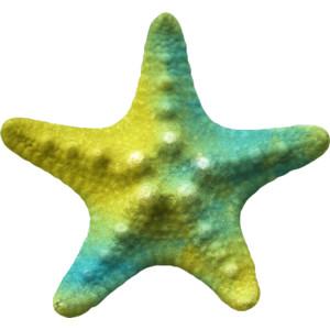 Starfish Image PNG Transparent PNG images