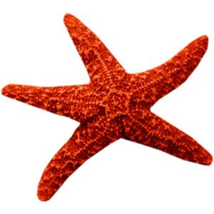 Photo PNG Starfish PNG images