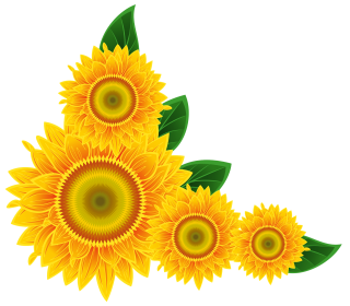 Sunflower PNG Image PNG images