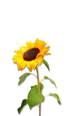 Clipart Sunflower Png Download PNG images