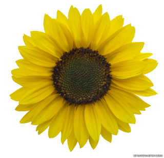 Download Sunflower Images Free PNG images