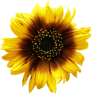 Get Sunflower Png Pictures PNG images