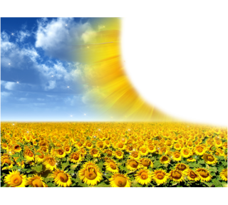High Resolution Sunflower Png Clipart PNG images