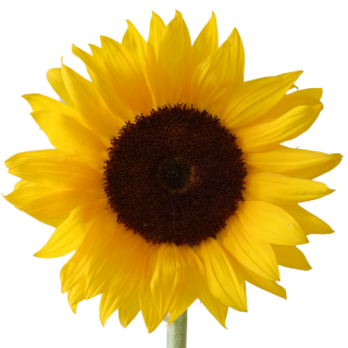 Icon Free Download Sunflower Vectors PNG images