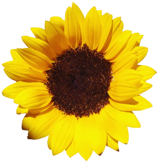 Free Download Of Sunflower Icon Clipart PNG images