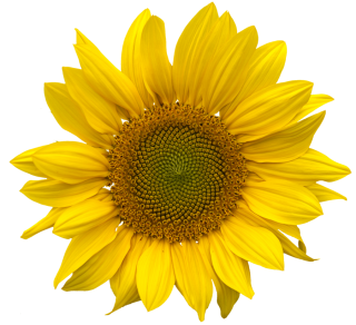 Sunflower Collection Png Clipart PNG images