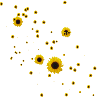 Sunflower Clipart Png Collection PNG images