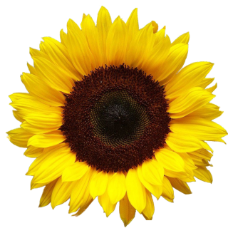 Hd Png Background Transparent Sunflower PNG images
