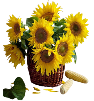 Sunflower Png Available In Different Size PNG images