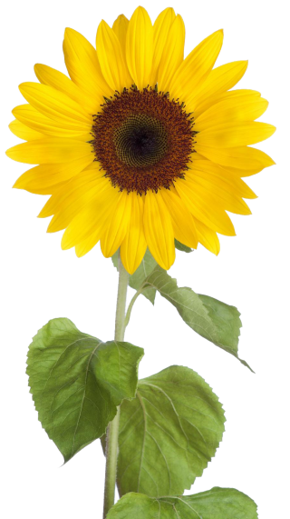 Free Download Sunflower Png Images PNG images