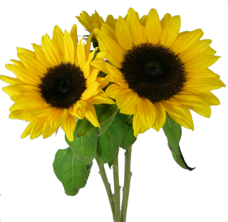 Picture PNG Sunflower PNG images