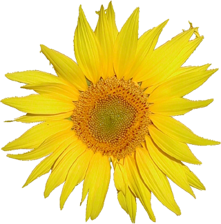 Browse And Download Sunflower Png Pictures PNG images