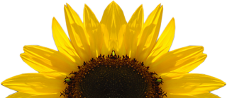 Download Free High-quality Sunflower Png Transparent Images PNG images