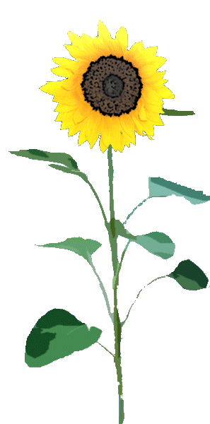 Sunflower Png Designs PNG images
