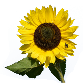 Download And Use Sunflower Png Clipart PNG images