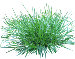 Grass Png Image, Green Picture PNG images