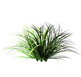 Nature Tall Grass Png PNG images