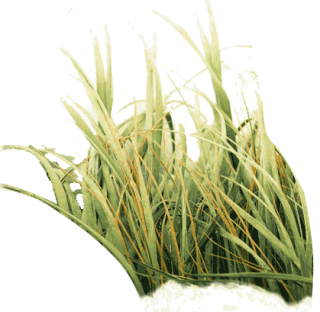 Photo Of Tall Grass Png PNG images