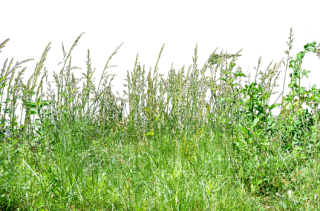 Tall Grass Background Image PNG images