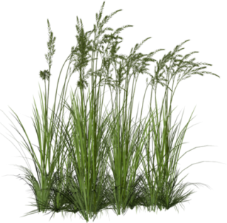 Tall Grass Png Hd PNG images