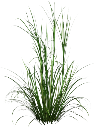 Tall Grass Png HD Photo PNG images