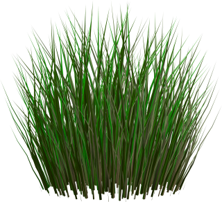 Tall Grass PNG Images, Pictures PNG images