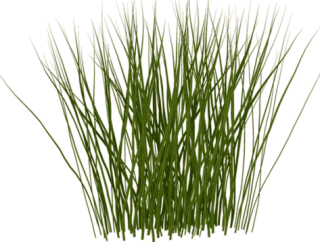 Tall Grass Png Photos PNG images