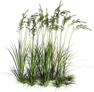 Tall Grass Png Pic PNG images