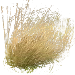 Tall Grass Png Pictures PNG images
