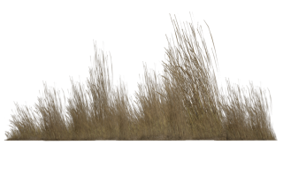 Tall Grass Png Transparent PNG images