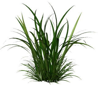 The Gallery Tall Grass Png PNG images