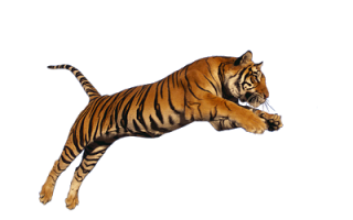 Png Download Tiger High-quality PNG images