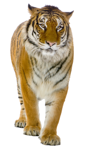 Tiger PNG Picture PNG images